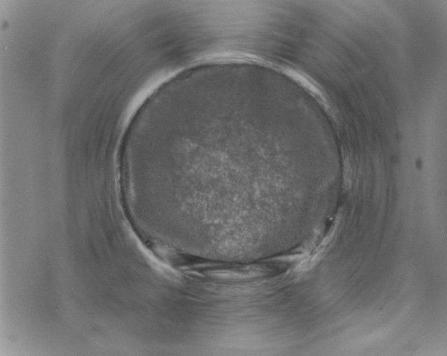 X0000074031430200609111702