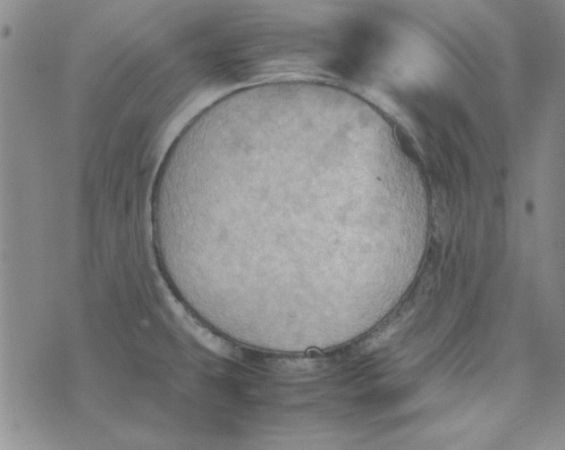 X0000074031431200609111702