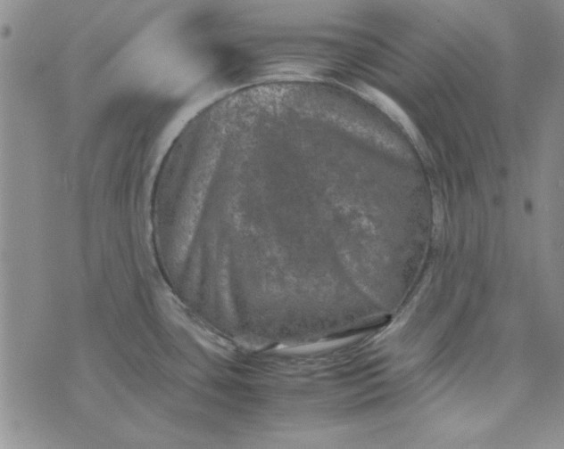 X0000074031435200609111702