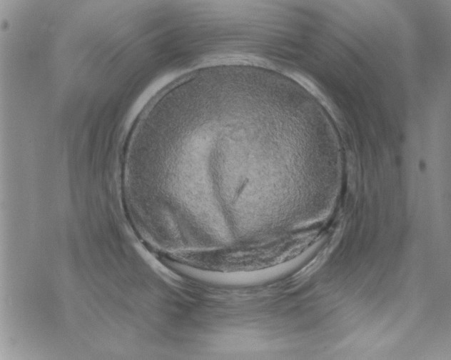 X0000074031438200609111702