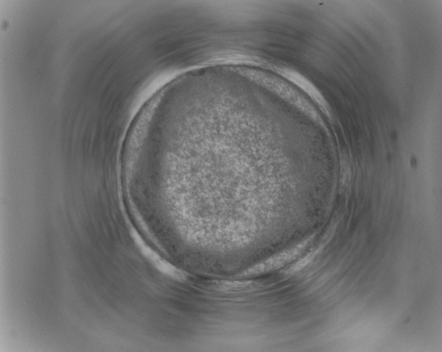 X0000074031439200609111702