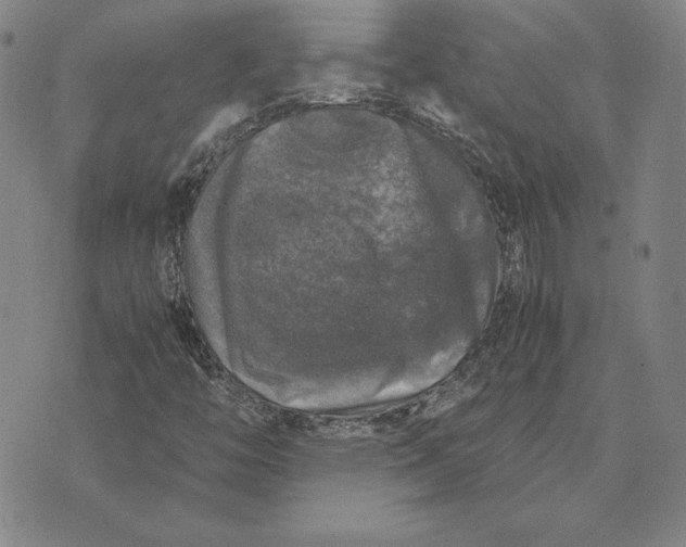 X0000074031446200609111702