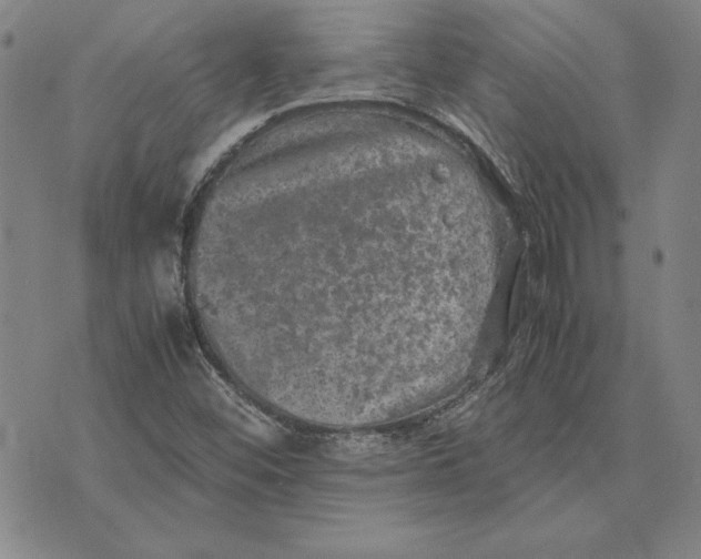 X0000074031452200609111702