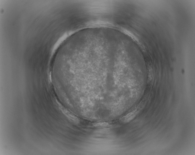 X0000074031462200609111701