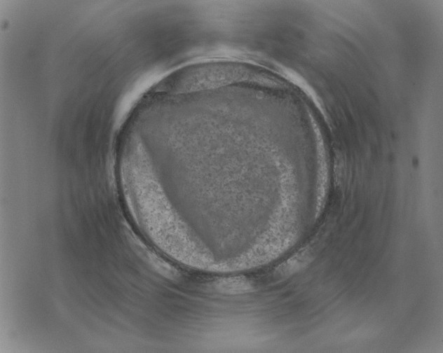 X0000074031464200609111701