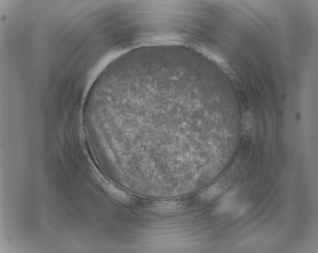 X0000074031470200609111701