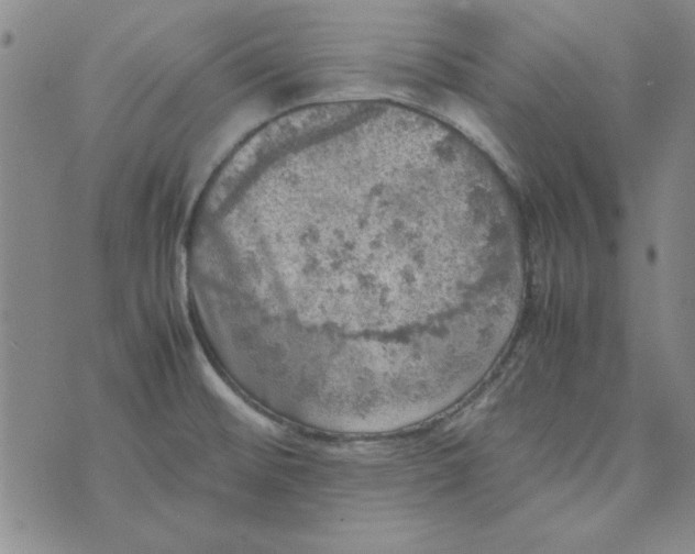 X0000074031476200609111701