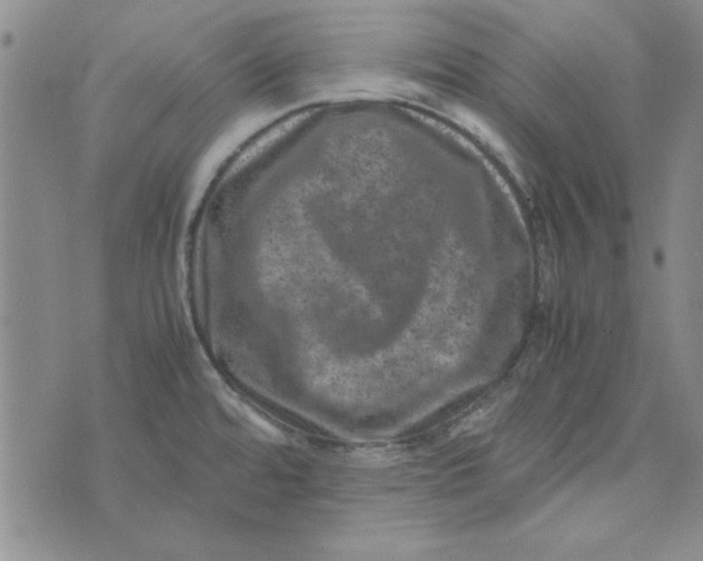 X0000074031480200609111701