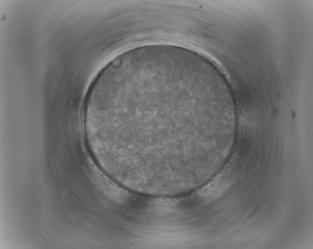 X0000074031514200609111701