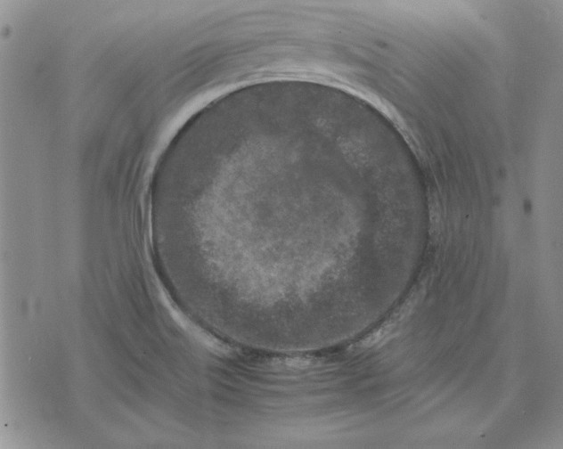 X0000074031515200609111701