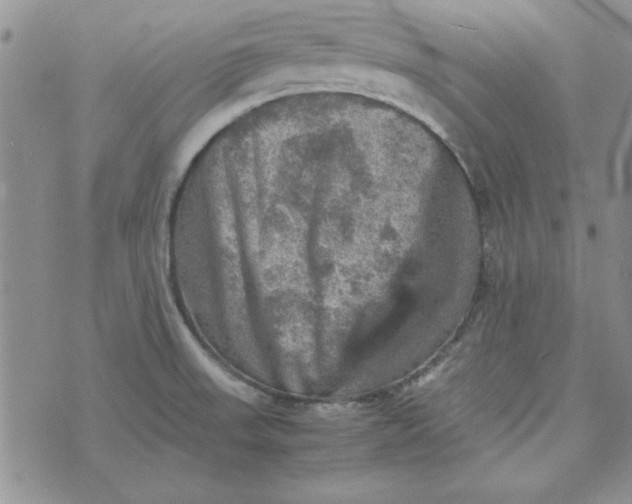 X0000074031523200609111701