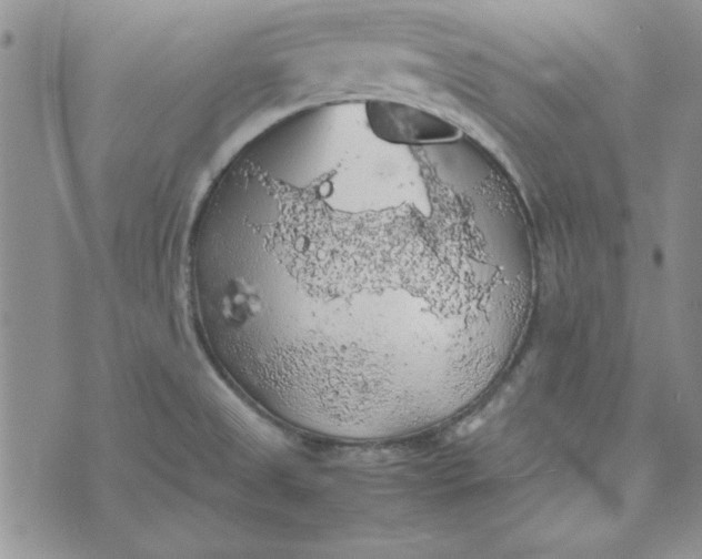 X0000074031525200609111701