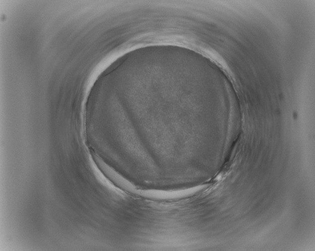 X0000074031528200609111701