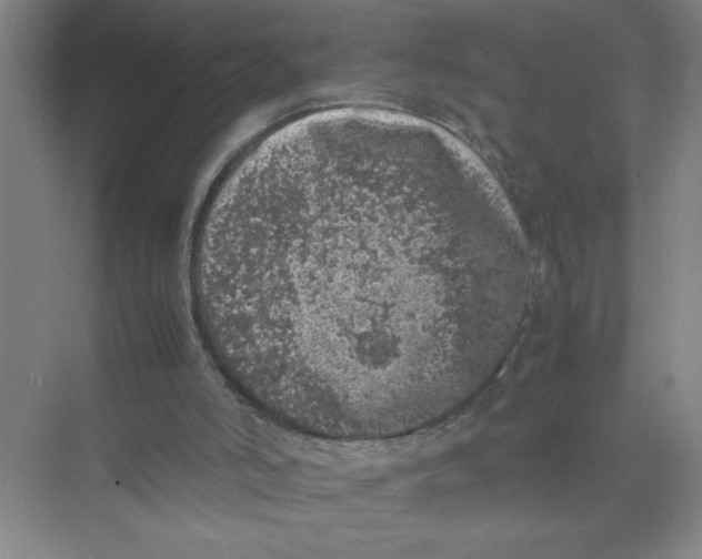 X0000074030006200609181938