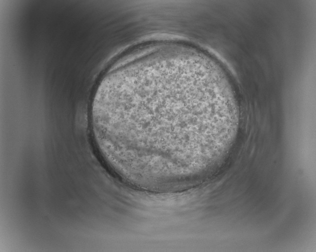 X0000074030015200609181938