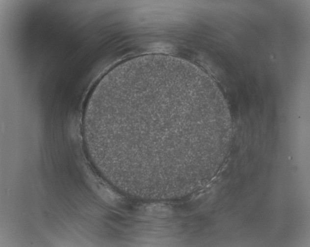 X0000074030146200609181935