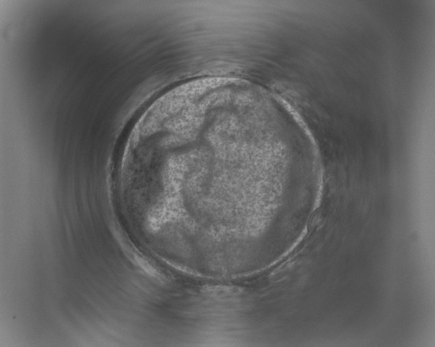 X0000074030242200609181934