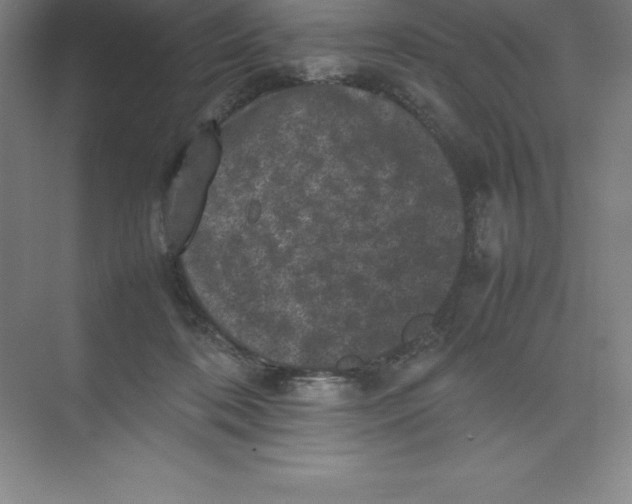 X0000074030316200609181933