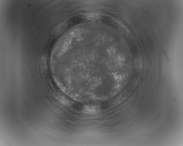 X0000074030757200609181926