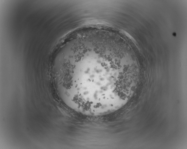 X0000074030775200609181926