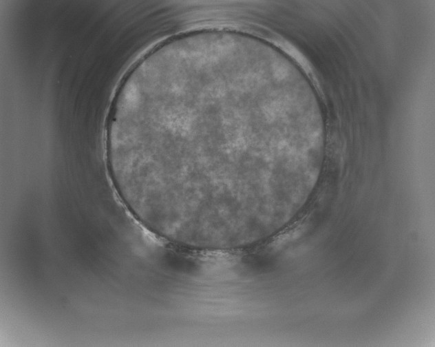 X0000074030807200609181925