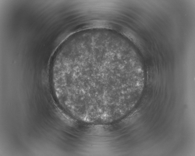 X0000074030828200609181924