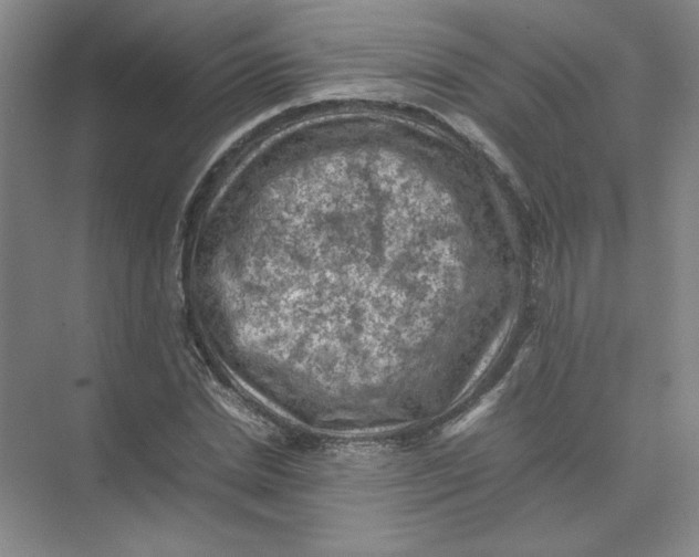 X0000074030830200609181924