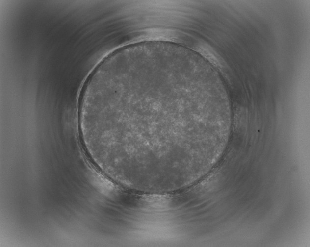 X0000074030836200609181924