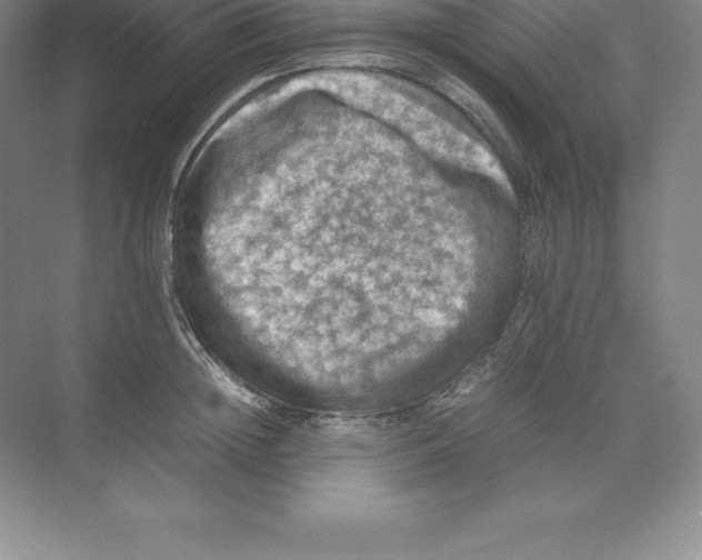 X0000074030852200609181925