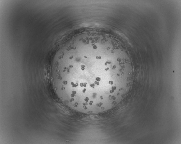 X0000074030966200609181922