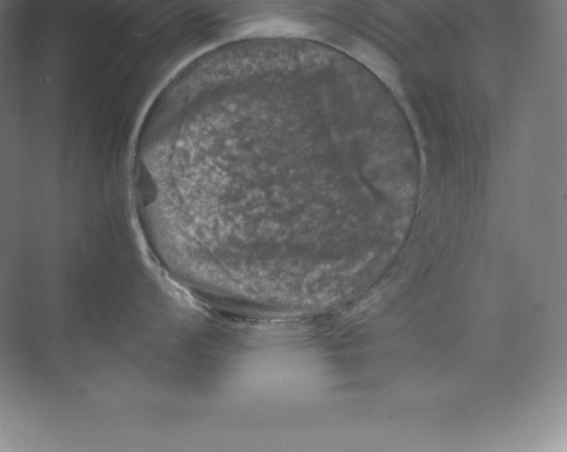 X0000074031008200609181922