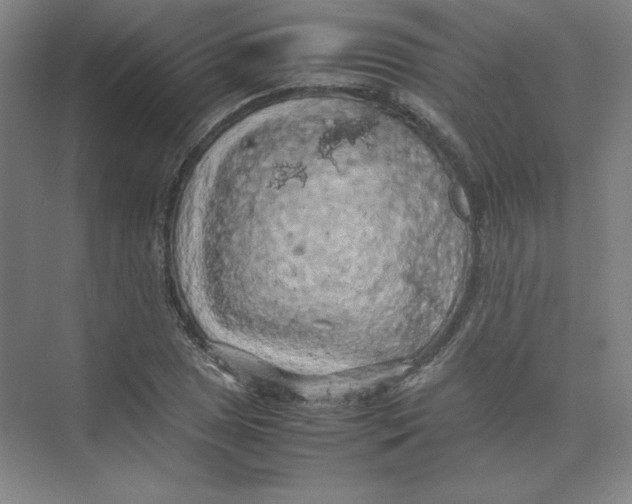 X0000074031025200609181921