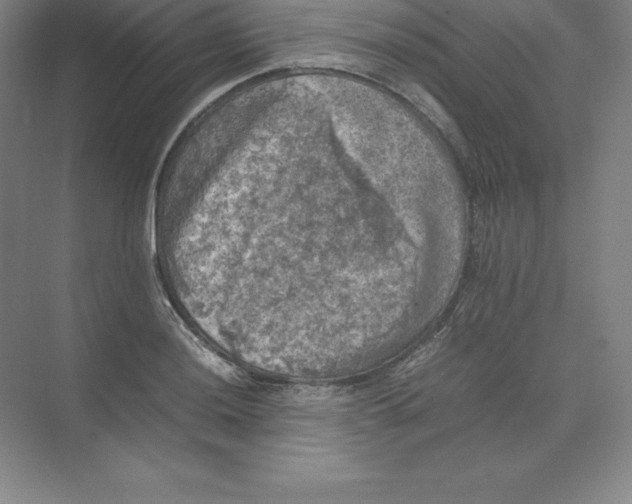 X0000074031036200609181921