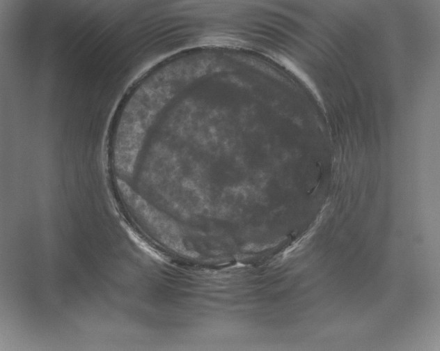 X0000074031037200609181921