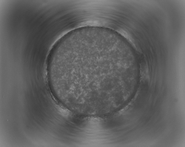 X0000074031070200609181921