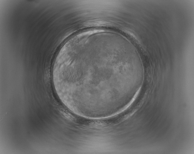 X0000074031073200609181921