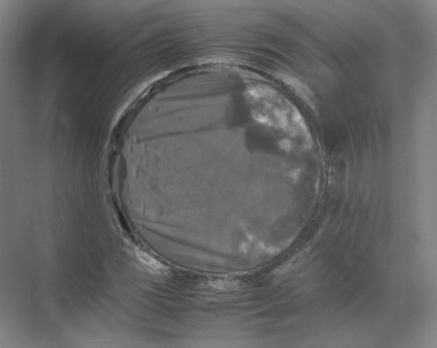 X0000074031117200609181919