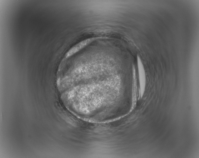 X0000074031153200609181919