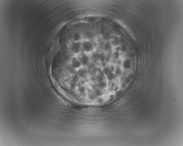 X0000074031185200609181919