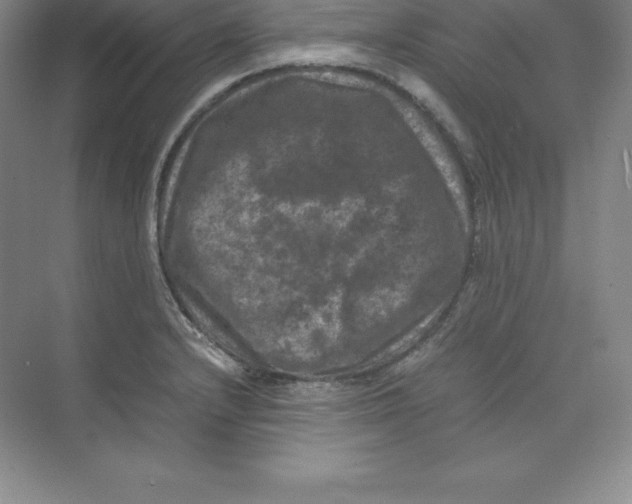 X0000074031232200609181918