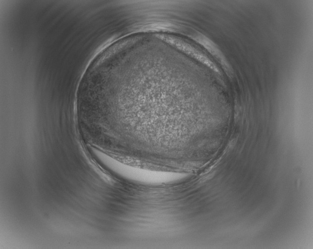 X0000074031234200609181918