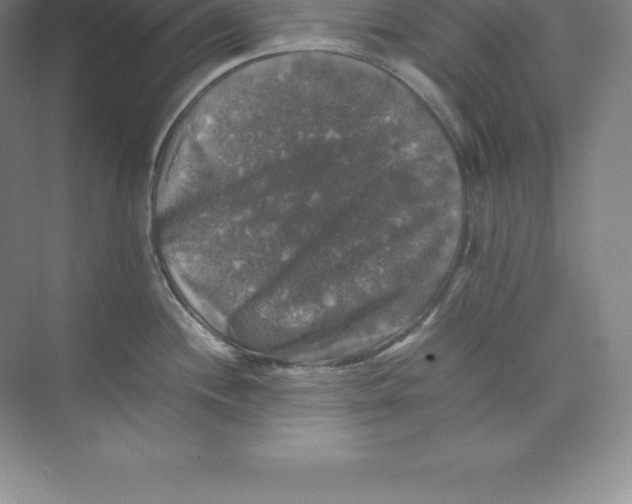 X0000074031244200609181918