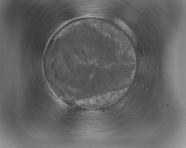 X0000074031284200609181917