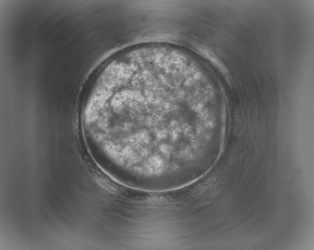 X0000074031316200609181916