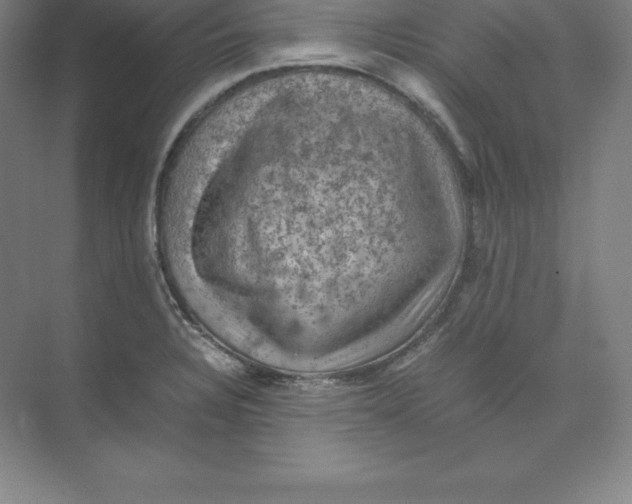 X0000074031328200609181916