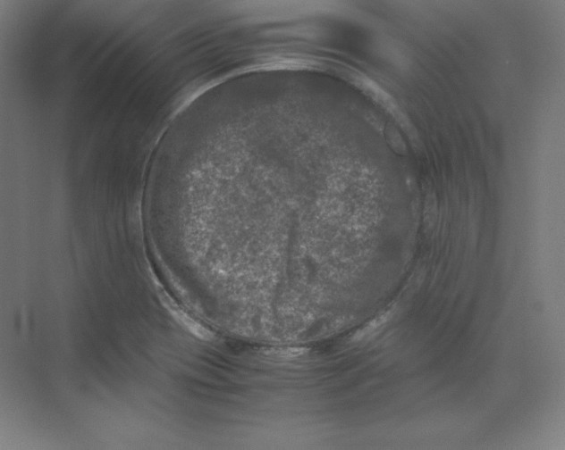 X0000074031417200609181915