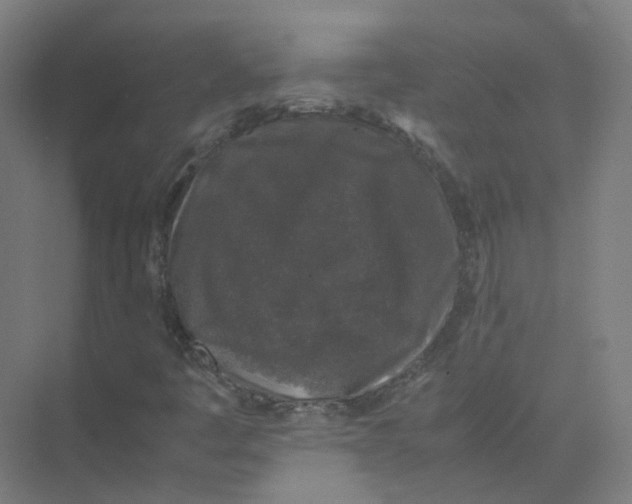 X0000074031445200609181914