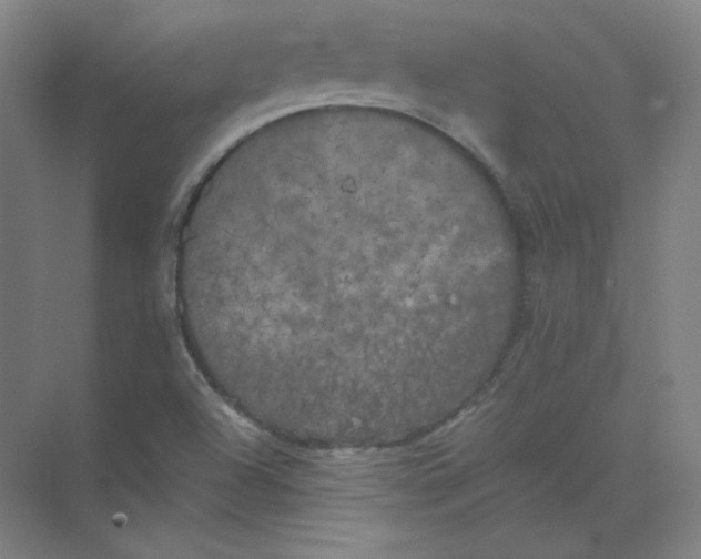 X0000074031504200609181913