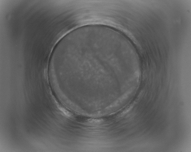 X0000074031513200609181913