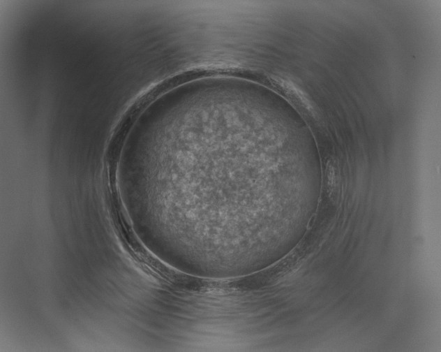 X0000074040684200608211519